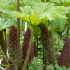 Gunnera manicata - Abriachan Nurseries, The Garden On Loch Ness